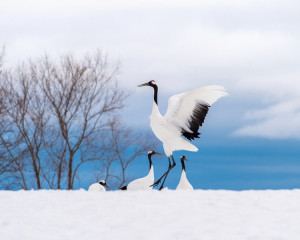 Cocorul care aduce viata lunga