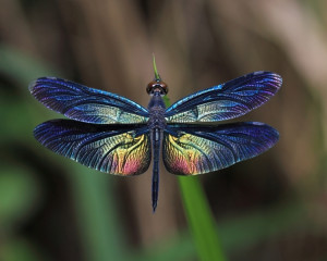 Libelua care aduce victorie