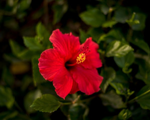Hibiscus