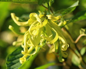 Ylang Ylang