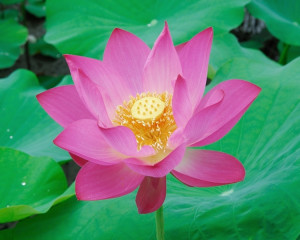 Lotus roz