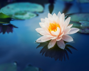 Lotus, floarea perfectiunii. 
