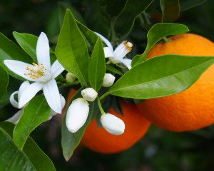 Prospetimea emanata de florile de portocal. 