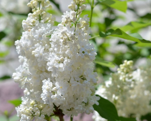Liliac