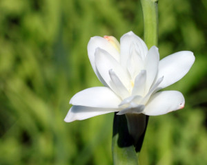 Tuberoza