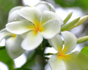 Tiare