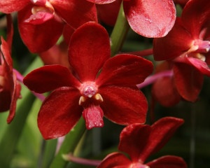 Orhideea