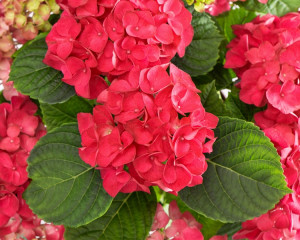 Hortensia