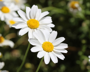 Margareta