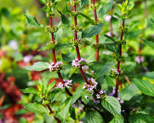 Menta