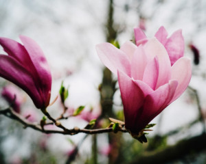 Magnolia