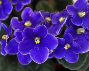 violete