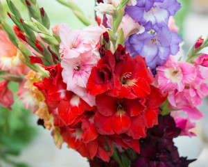 gladiole
