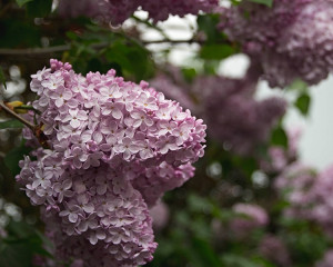 Liliacul