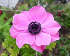 anemone