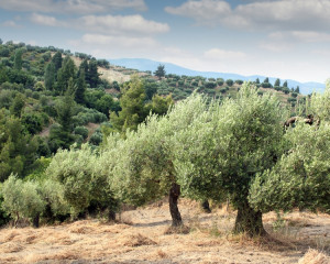 maslini