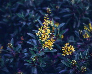 Cu o planta care poate vindeca orice. 