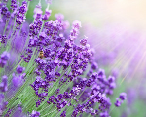 lavanda