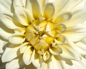 Crizantema, pentru eleganta. 