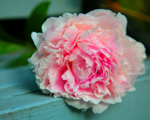 Bujor, pentru frumusete. 