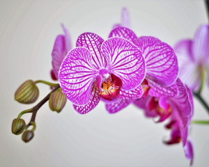 Orhidee, pentru onoare. 