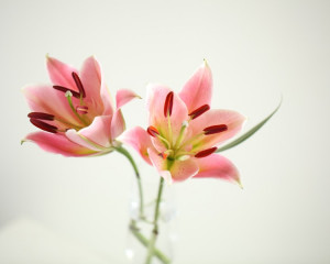 Crini, pentru fericire. 