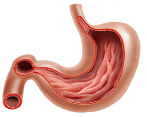 Stomacul.