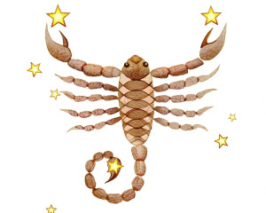 Scorpion