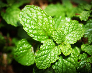 freci menta. 