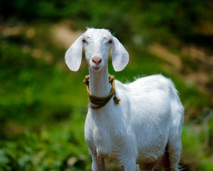 capra.