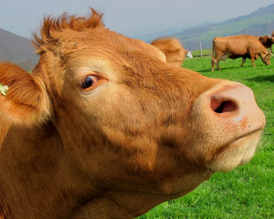 vaca.