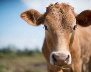 Vaca.
