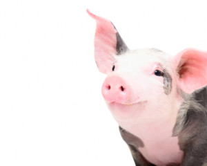Porc.