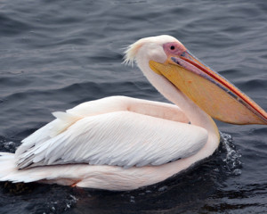 Pelican.