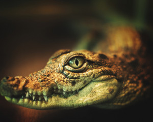 Crocodil.