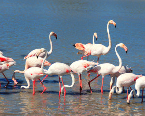 Flamingo.