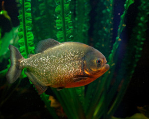 Peste Piranha.