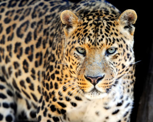 Leopard.