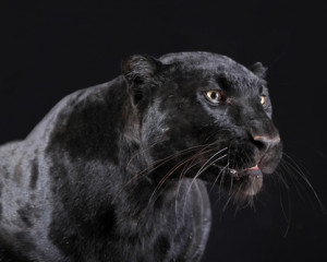 Pantera.