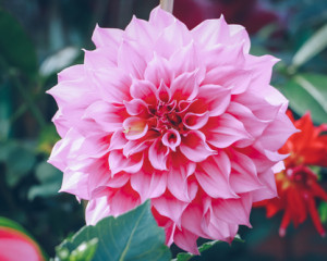 Dalia. 