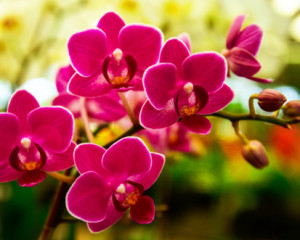 Ordiheea.