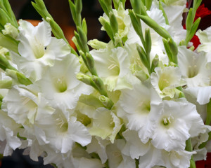 Gladiola.