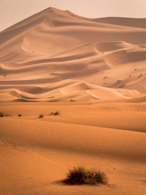 Desertul