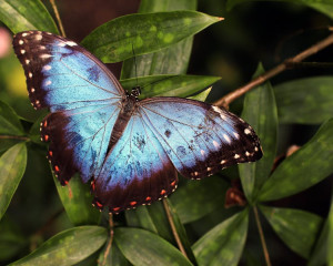 C. Transformatoare