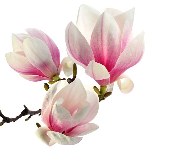 Desi nu mai este sezonul lor, tine minte aceste flori delicate!