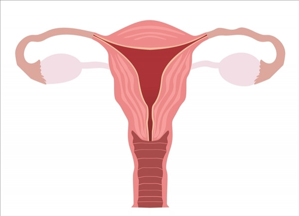 Ce organ nu face parte din sistemul reproducator feminin?