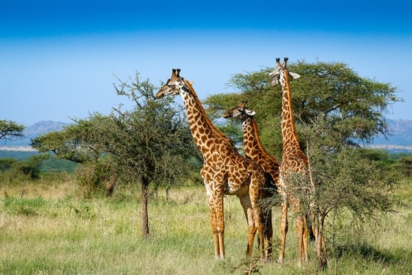 O girafa poate cantari intre 700 si 1200 kilograme iar o pisica de casa are aproximativ 5 kilograme. Cum bagi girafa in frigider?