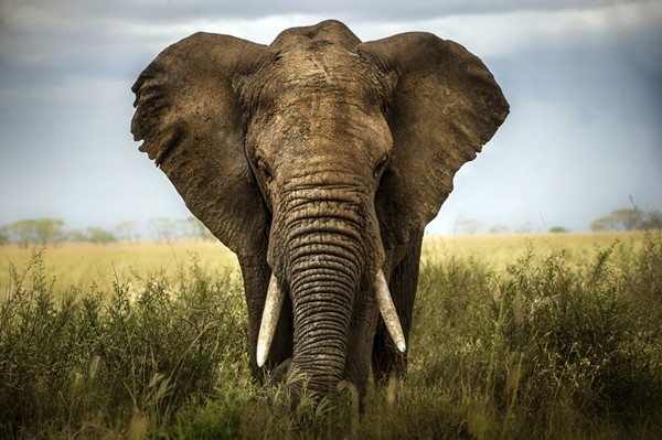 Un elefant african poate ajunge pana la 6 000 de kilograme in timp ce un pui de elefant asiatic poate cantari cat o girafa. Cum bagi elefantul in frigider?