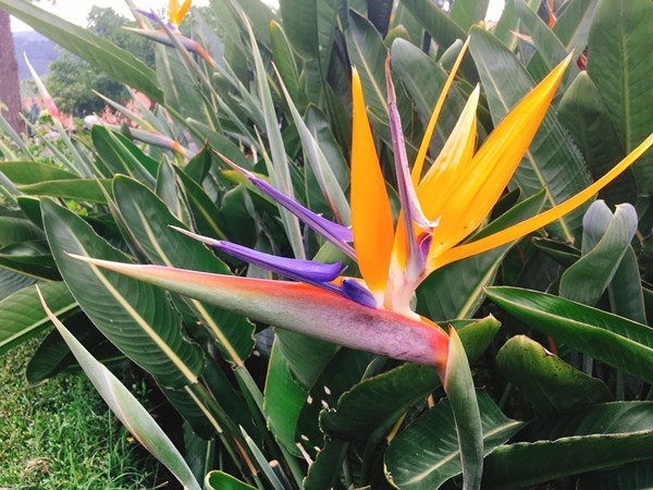 Strelitzia se mai numeste si...