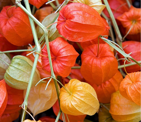 Ce nuanta ti-a atras atentia?